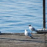 No Credit Check Loans: Navigating the Application Process