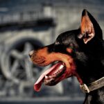 Navigating the World of loans no credit check: Essential Tips