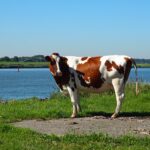 Top Considerations When Choosing Student Loans